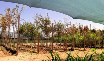 INSCRIPCI�N ABIERTA AL PLAN DE REFORESTACI�N DE VEREDAS